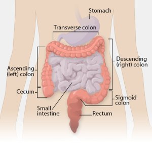 Colon Illustration
